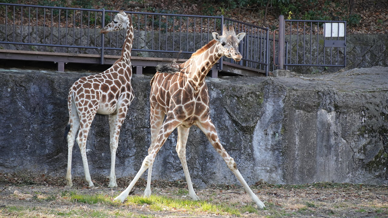 名古屋市の人気観光スポット 東山動植物園